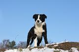 BORDER COLLIE 1038